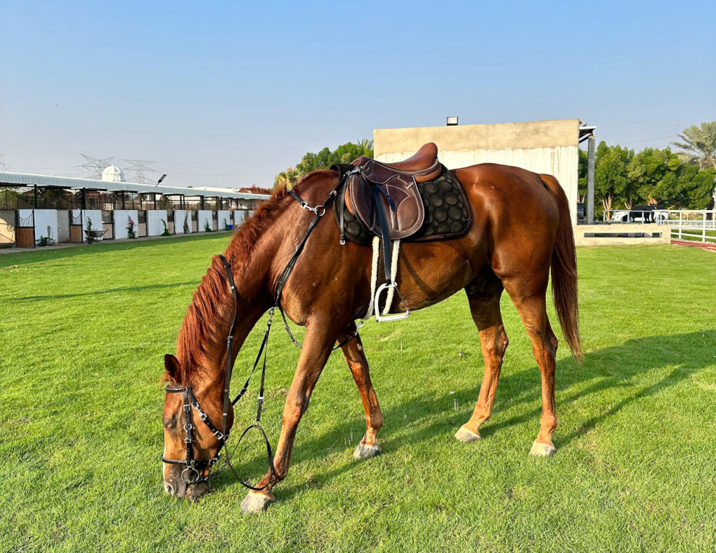 HM EQUESTRIAN CLUB photo 4