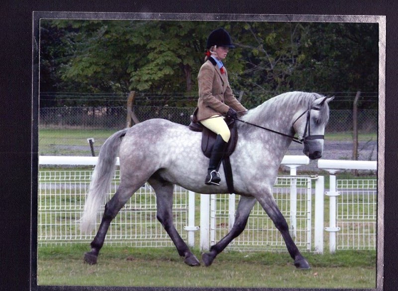 Holt's Equestrian Centre