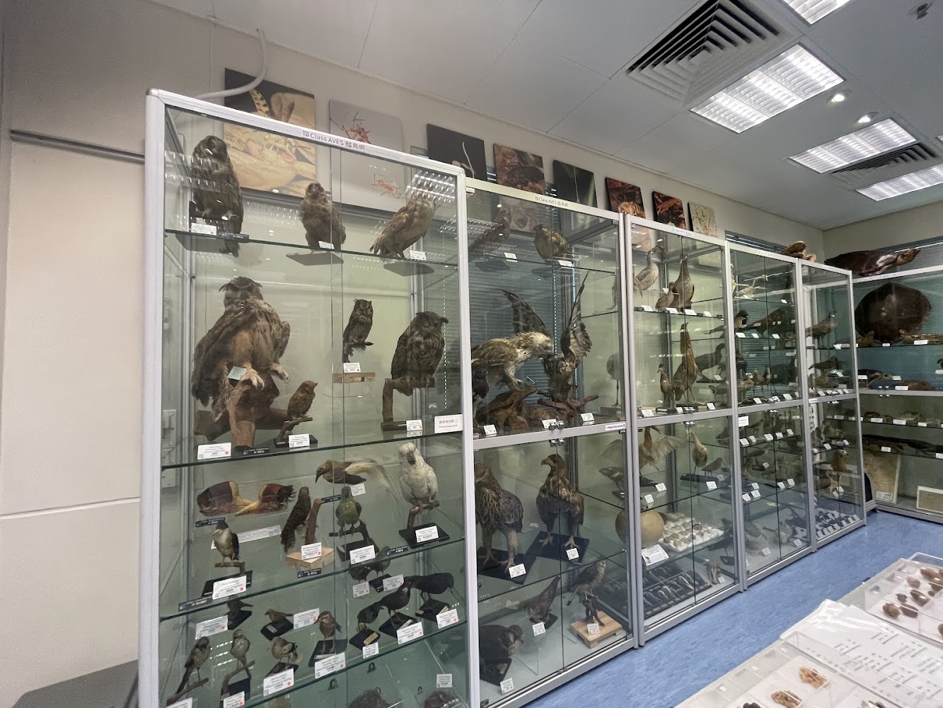 Hong Kong Biodiversity Museum photo 4