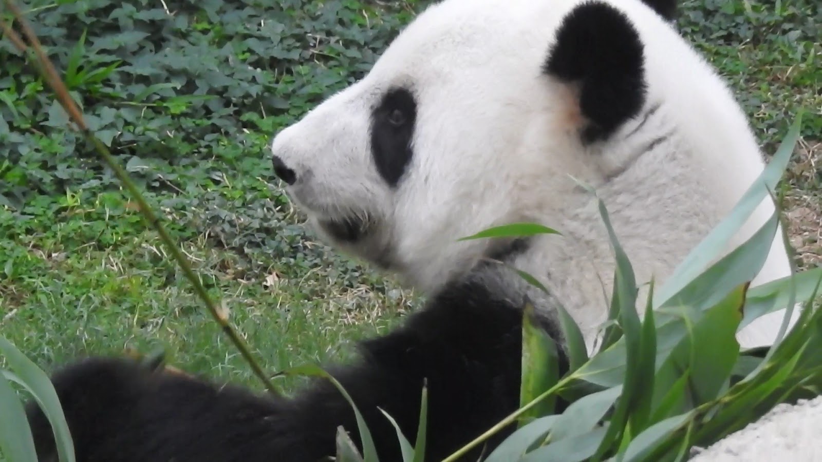 Hong Kong Jockey Club Sichuan Treasures photo 3