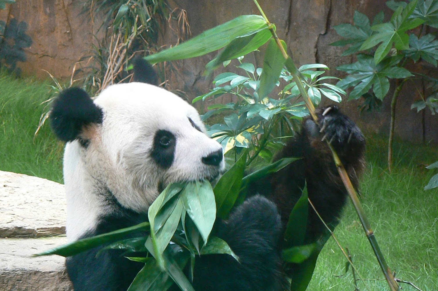 Hong Kong Jockey Club Sichuan Treasures photo 4