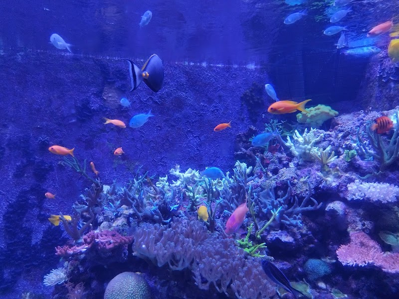 Horniman Aquarium photo 2