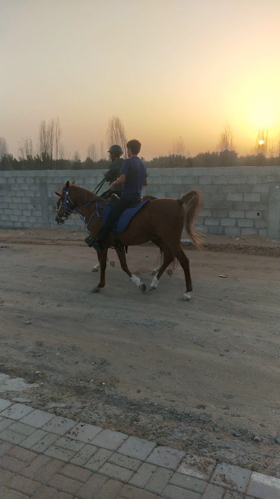 Horse Center UAE photo 3