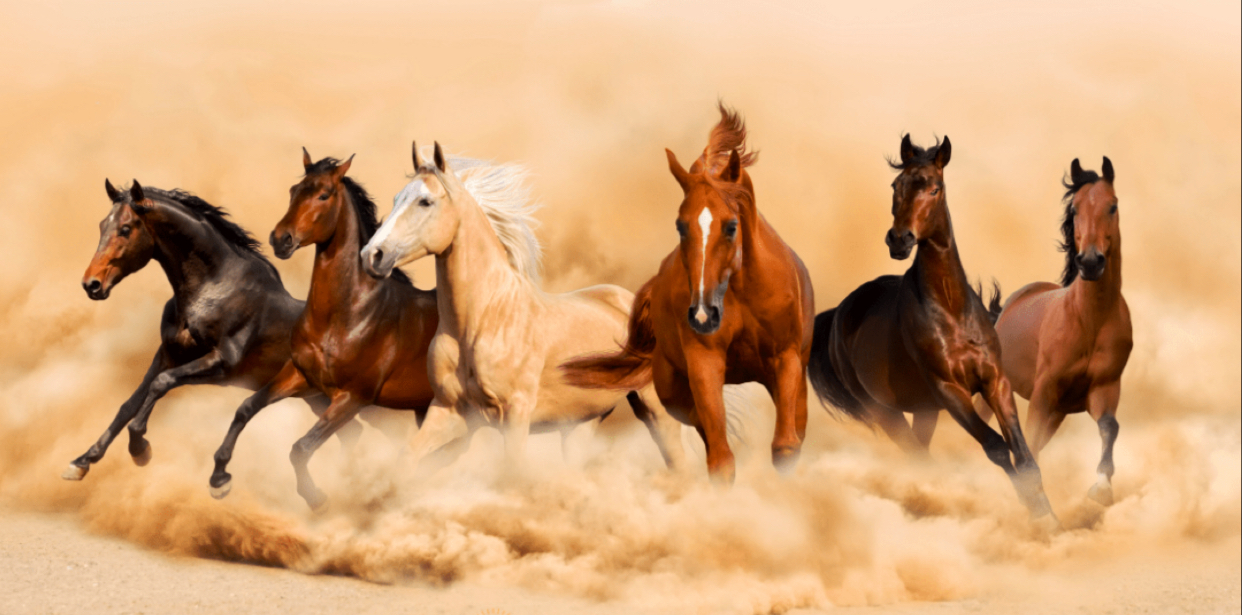 Horse Riding Club, Dubai photo 2