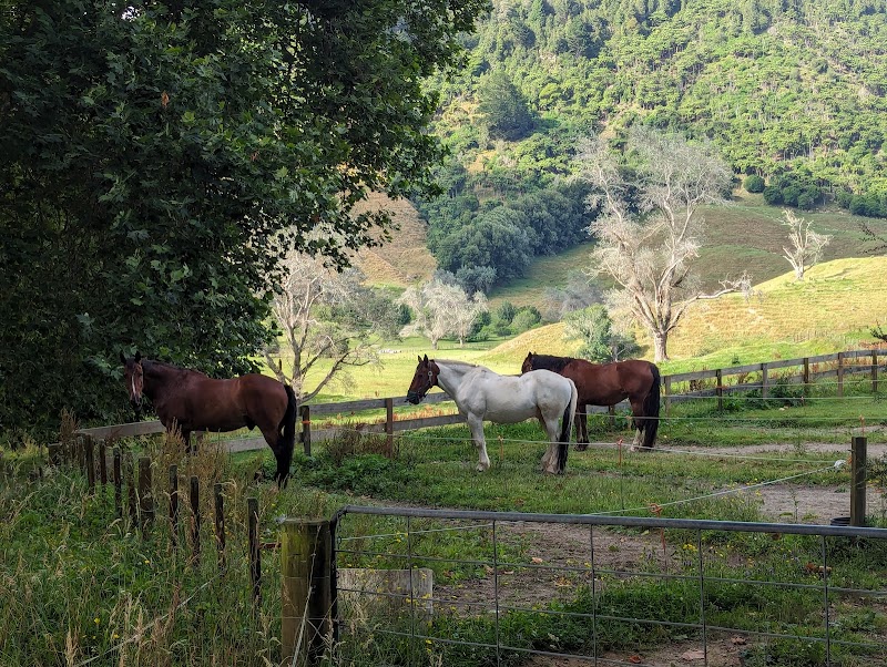 Horse Trekking Lake Okareka, Rotorua