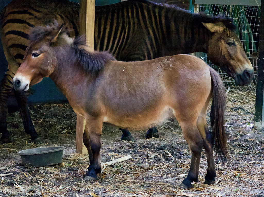 HorsePower for Kids & Animal Sanctuary photo 2