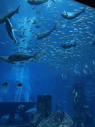 Hotel Aquarium - Atlantis, The Palm