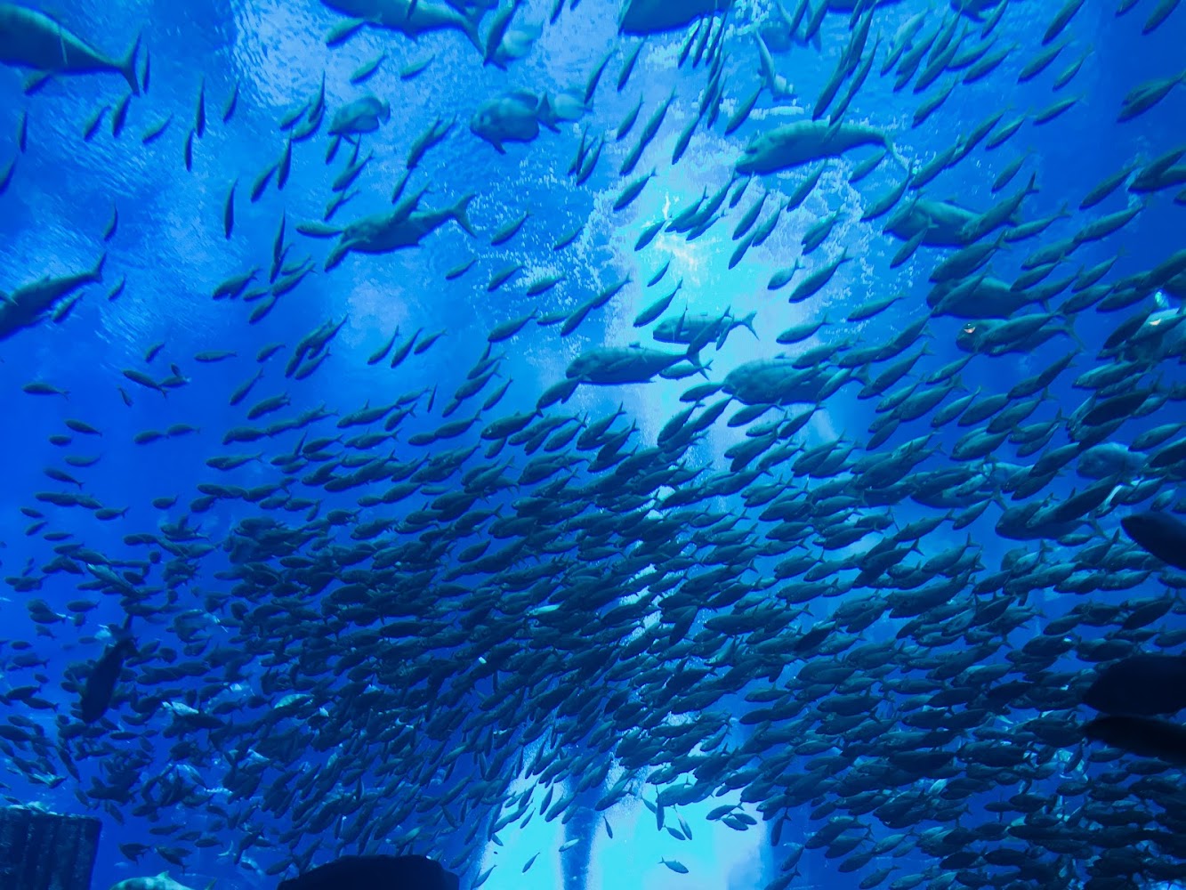 Hotel Aquarium - Atlantis, The Palm photo 2