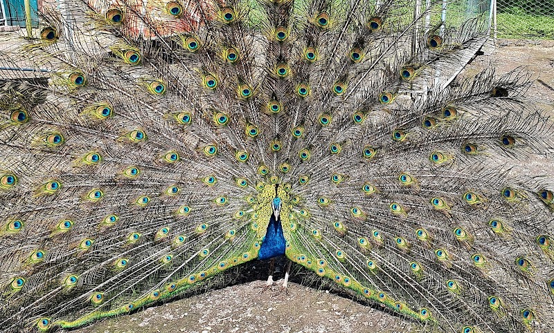 Hounslow Urban Farm