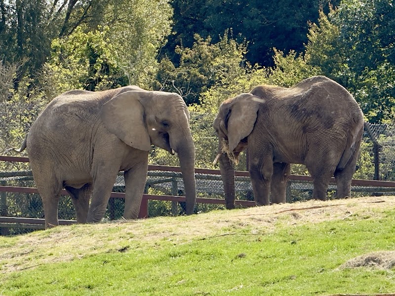 Howletts Wild Animal Park photo 2
