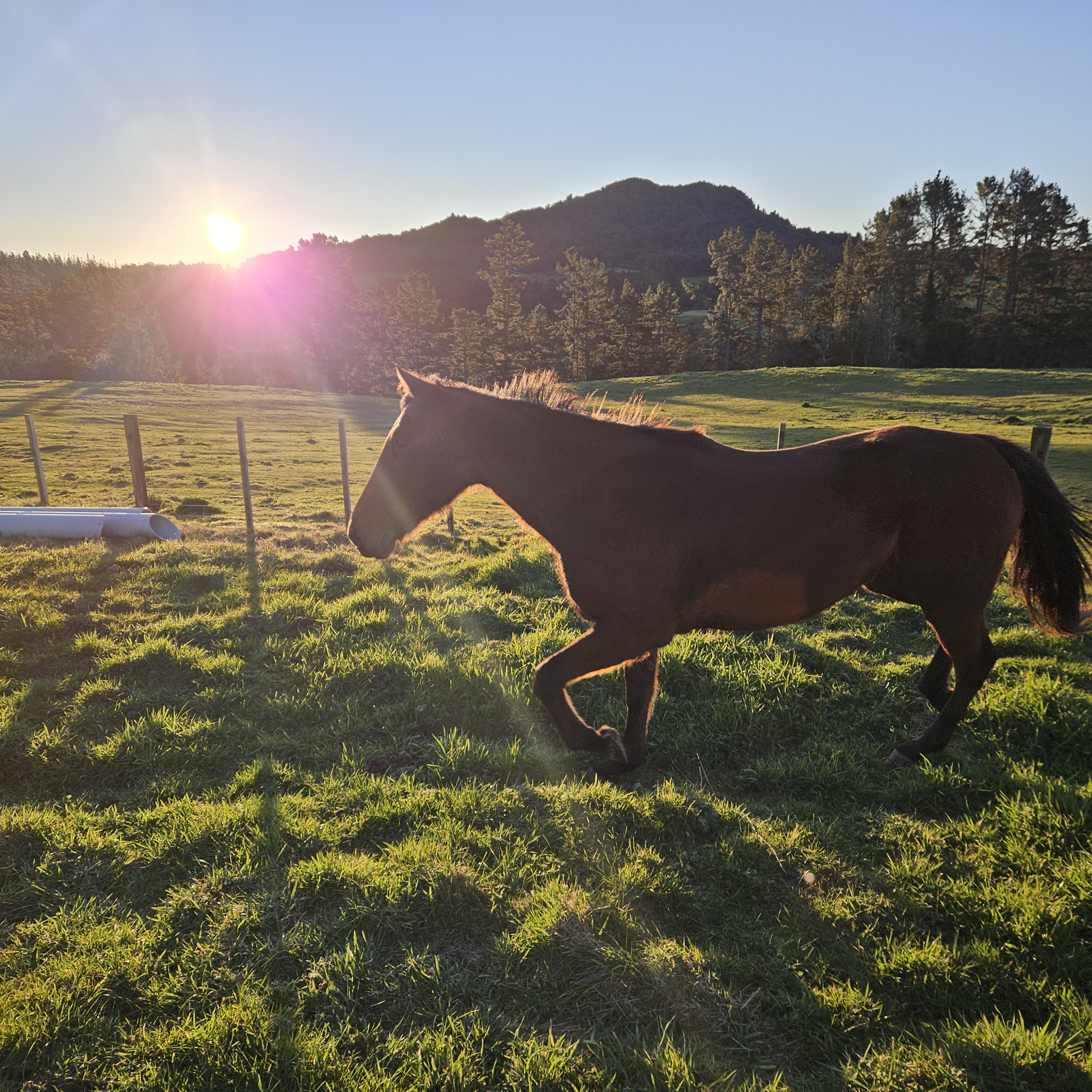 Huntaway Farms Horse Trekking photo 2