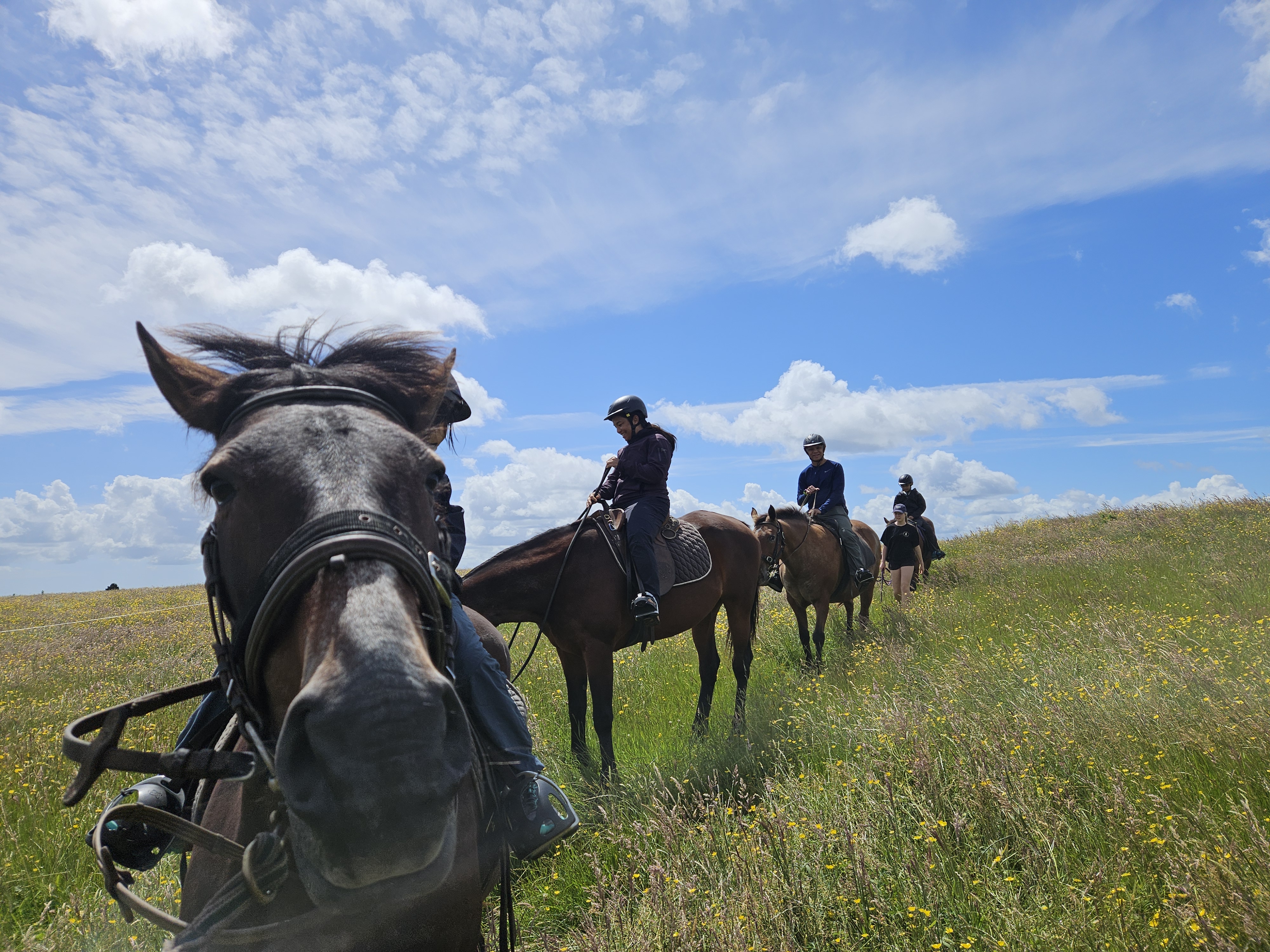 Huntaway Farms Horse Trekking photo 3