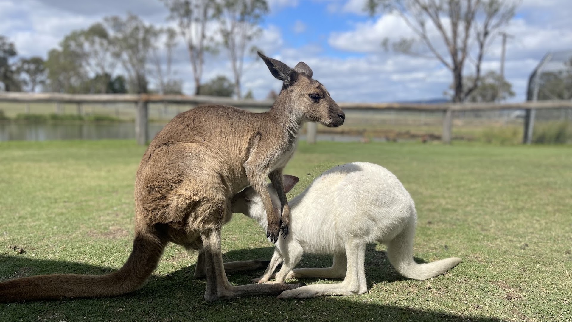 Hunter Valley Wildlife Park photo 3