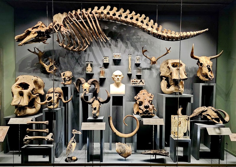 Hunterian Museum photo 2