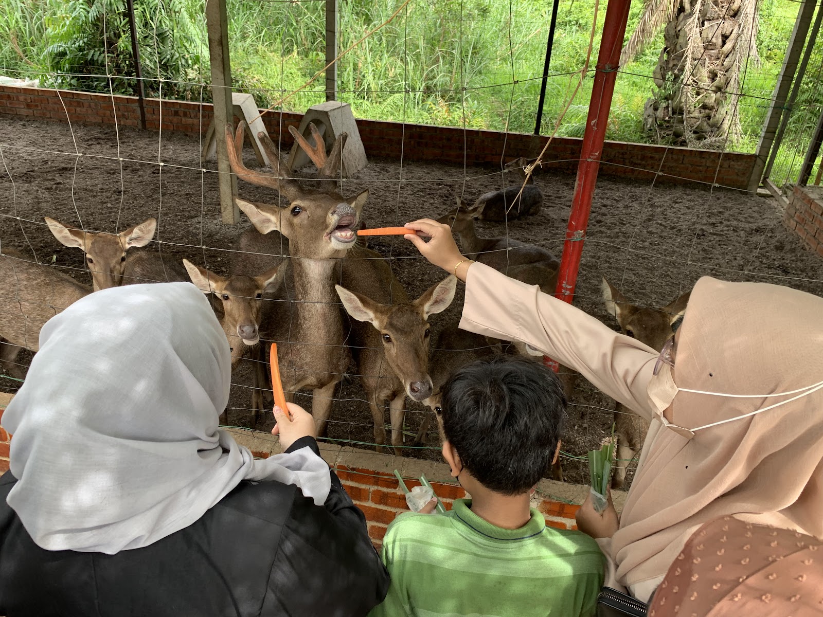 Hussin Fauzi Farm photo 2