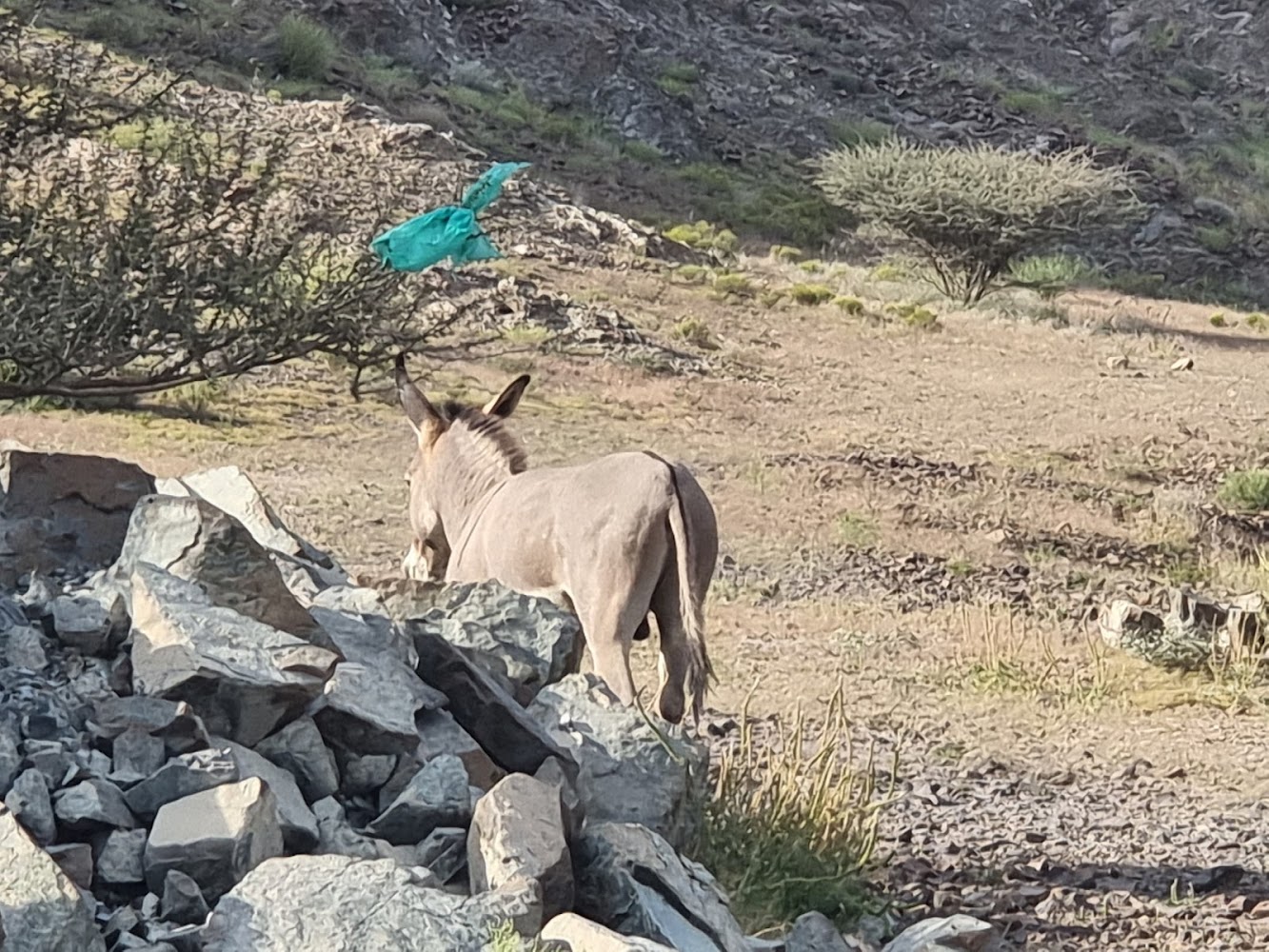 Icelandic Lake photo 5