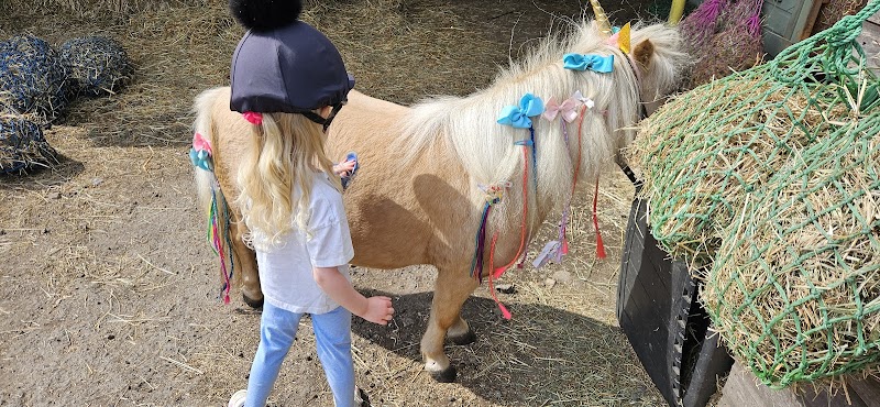Idyllic Celebration Ponies