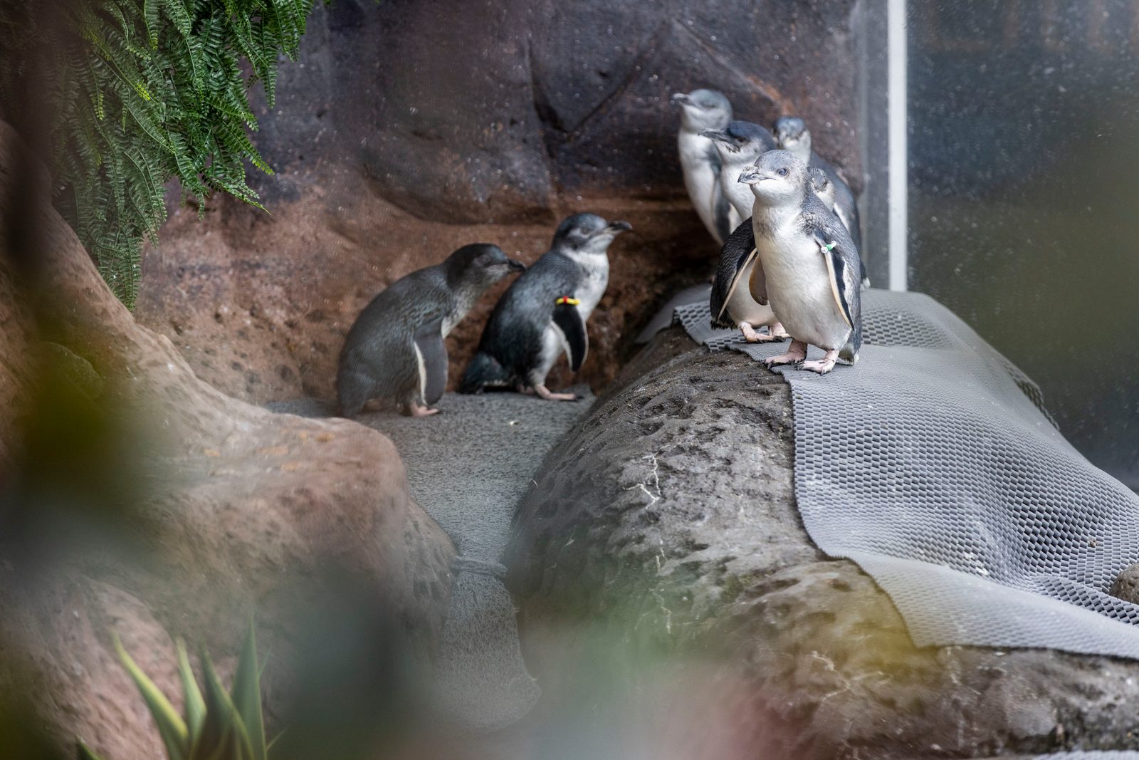 International Antarctic Centre photo 5