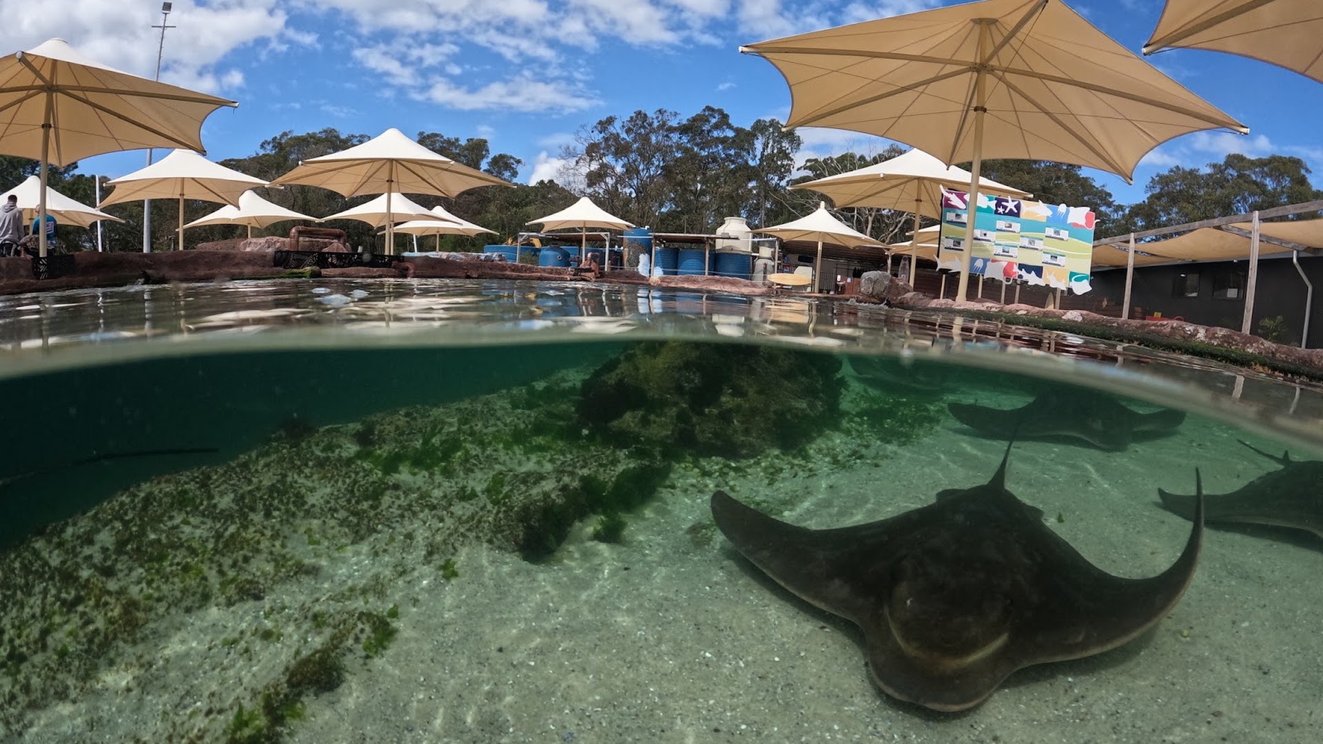 Irukandji Shark & Ray Encounters