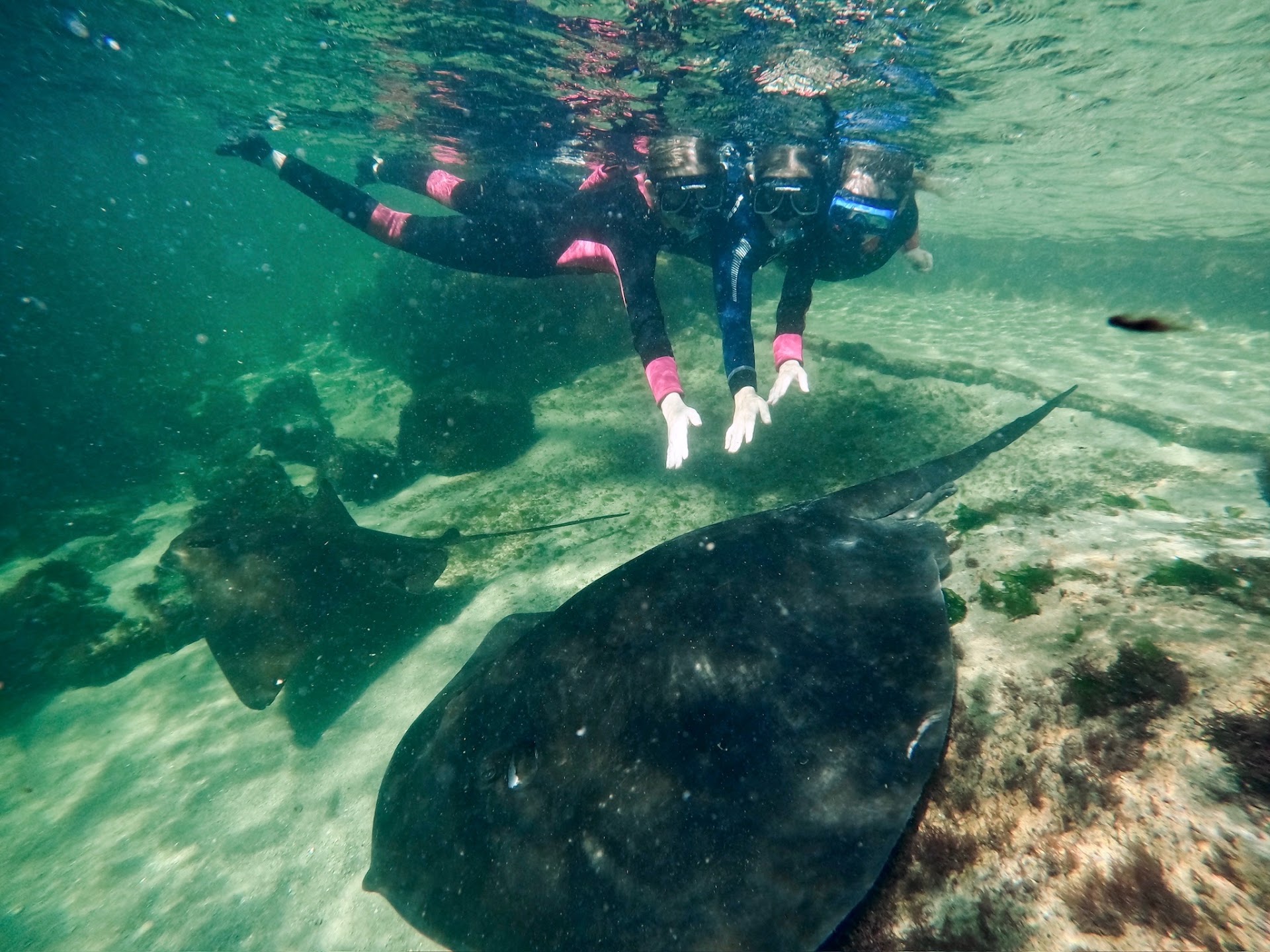 Irukandji Shark & Ray Encounters photo 2