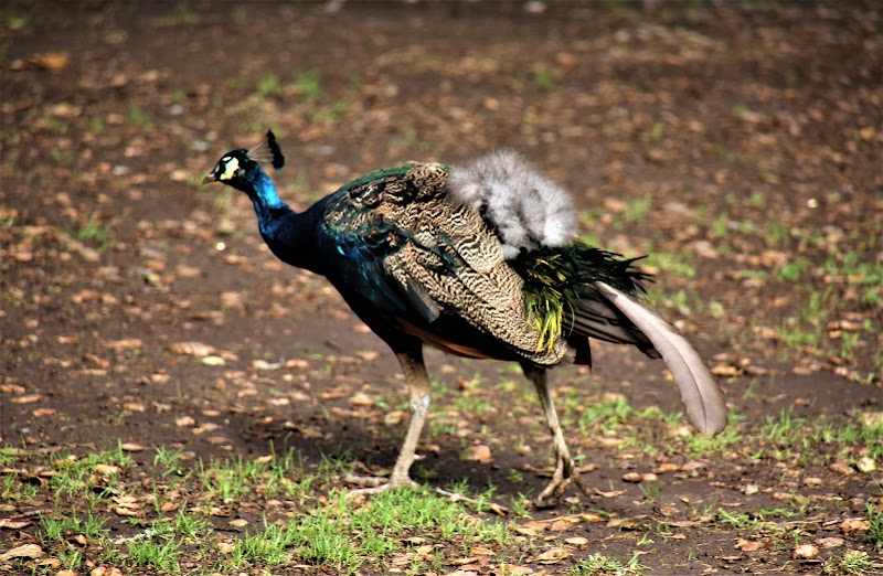 Irvine Regional Park photo 3