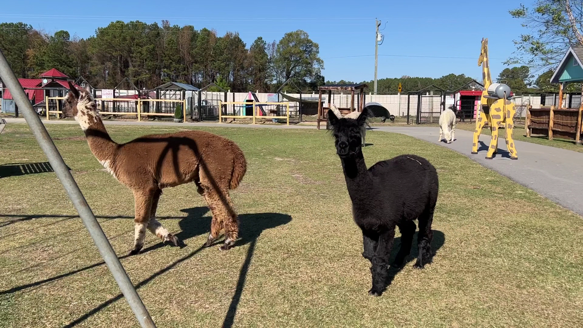 It's A Zoo Life photo 2