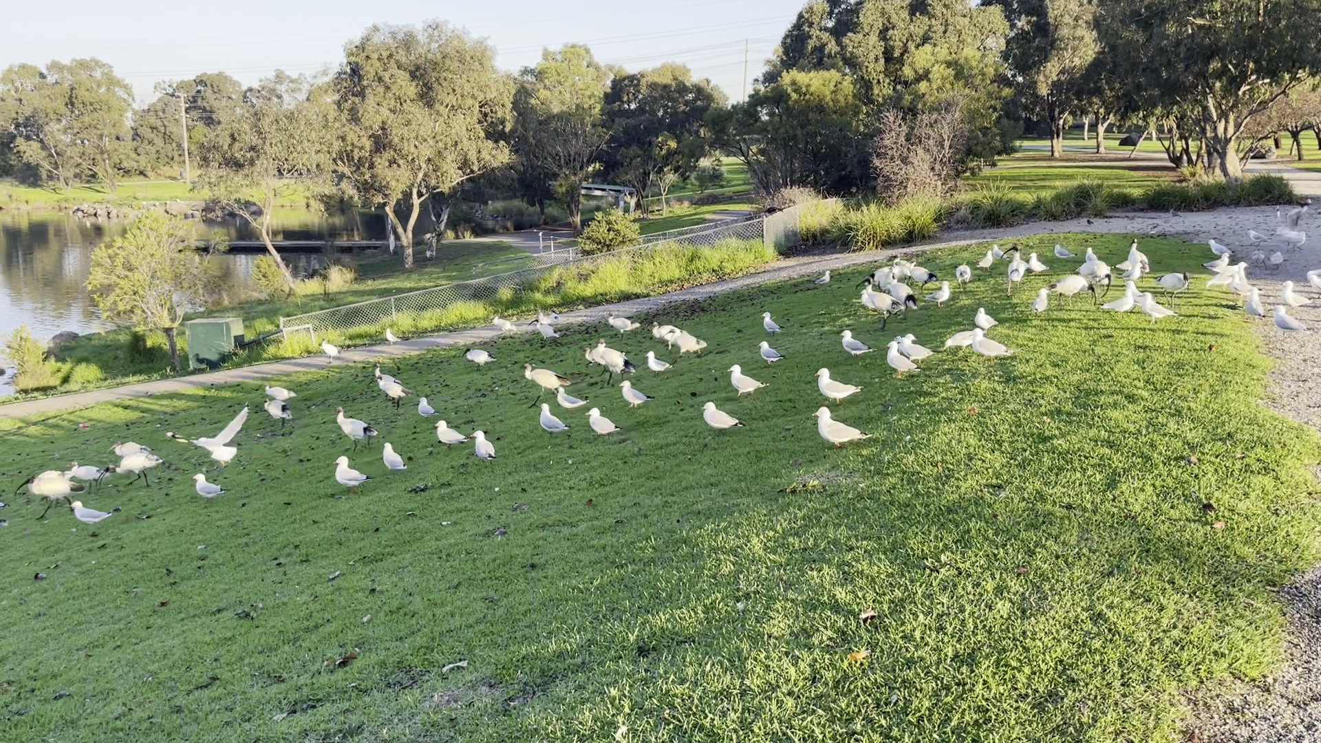 Jack Roper Reserve Playground photo 3