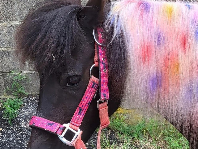 JC's Pony Parties