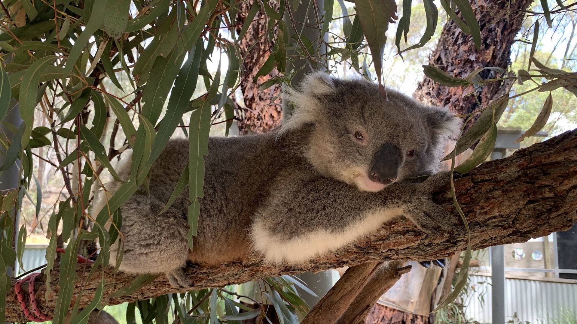 Jirrahlinga Dingo Conservation & Wildlife Education Centre - BASED IN CHEWTON VICTORIA