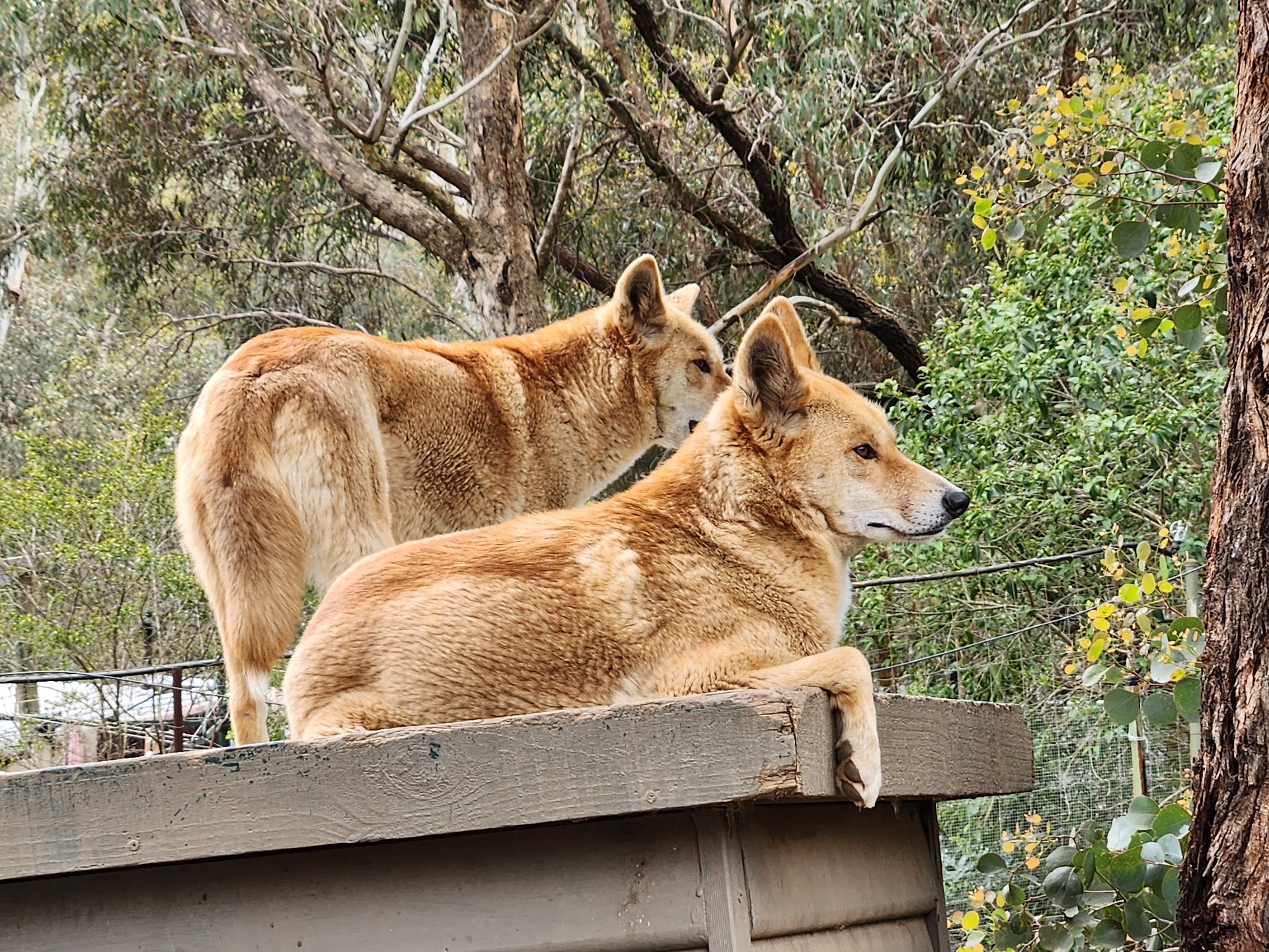 Jirrahlinga Dingo Conservation & Wildlife Education Centre - BASED IN CHEWTON VICTORIA photo 2