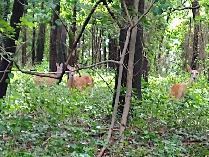 Jones Woods Park