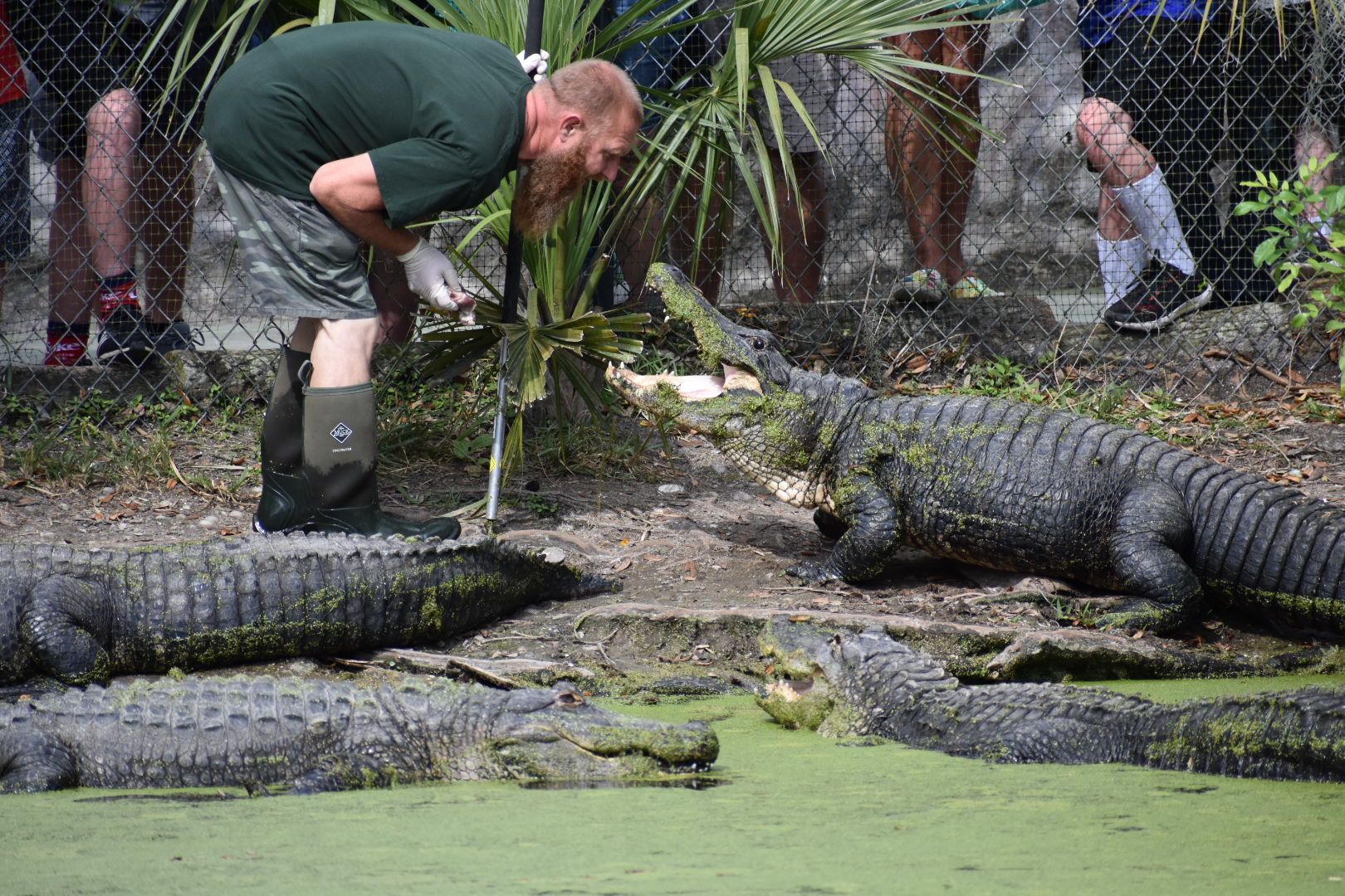 Jungle Adventures, A Real Florida Animal Park photo 3