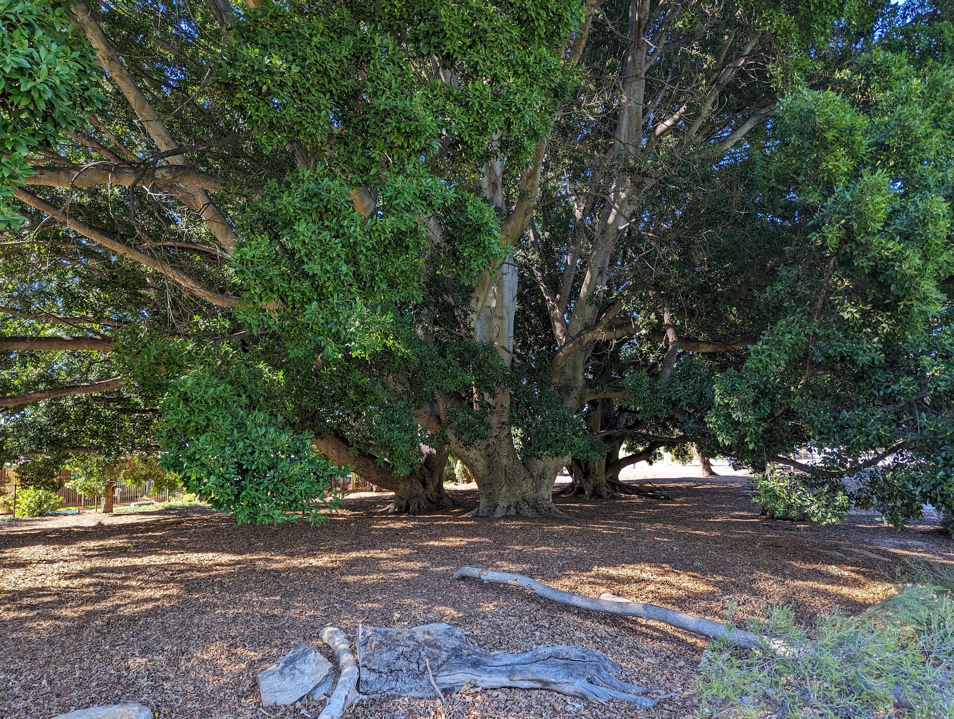 Kadidjiny Park photo 3