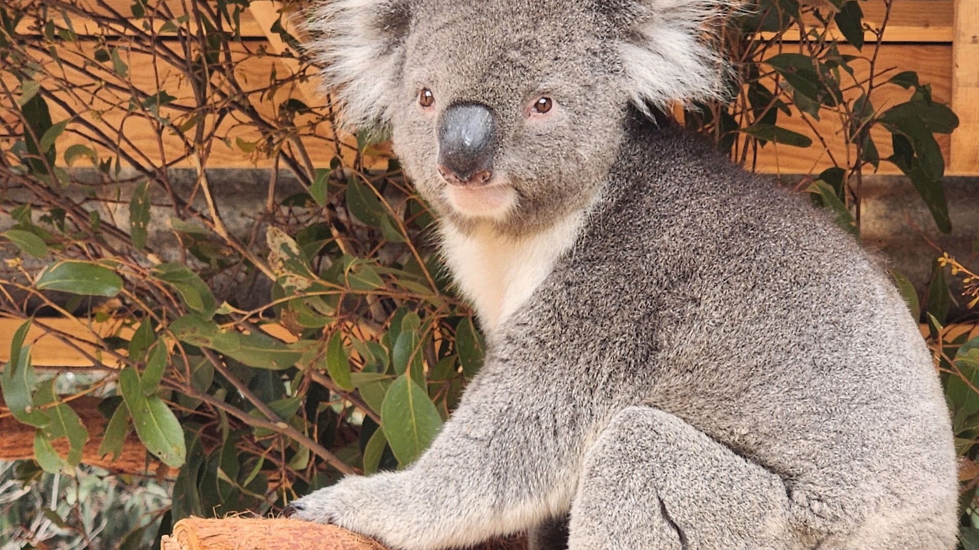 Kangaroo Island Wildlife Park photo 2