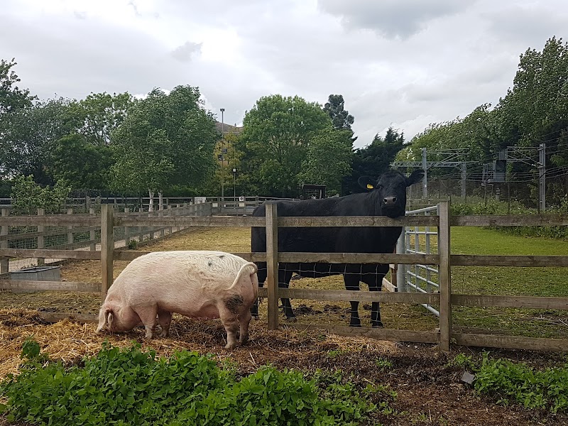 Kentish Town City Farm photo 2