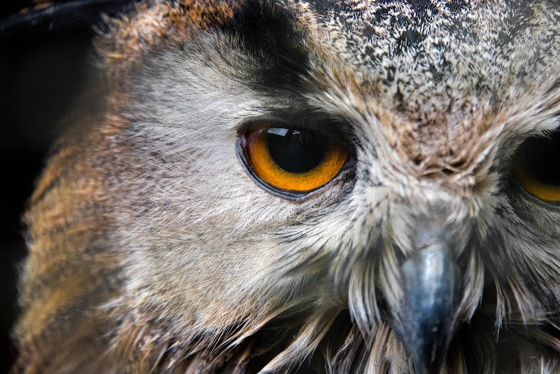 Kingsley Bird & Falconry Centre
