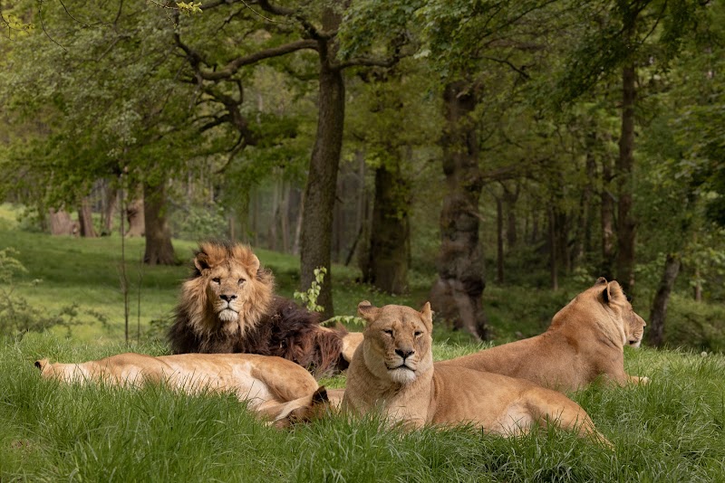 Knowsley Safari photo 2