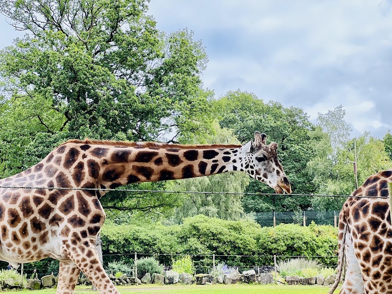 Knowsley Safari photo 3
