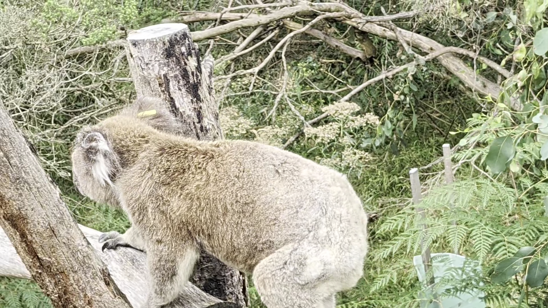 Koala Conservation Reserve