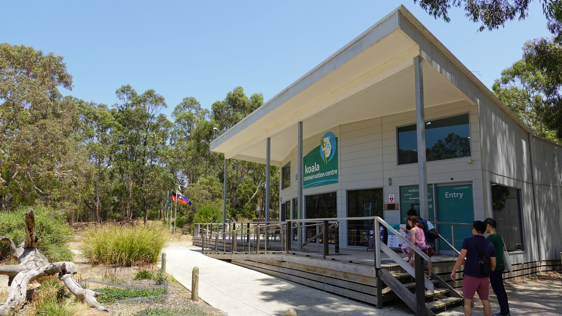 Koala Conservation Reserve photo 2