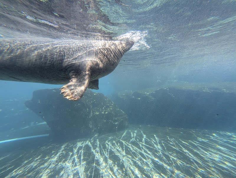 Kovler Seal Pool photo 3