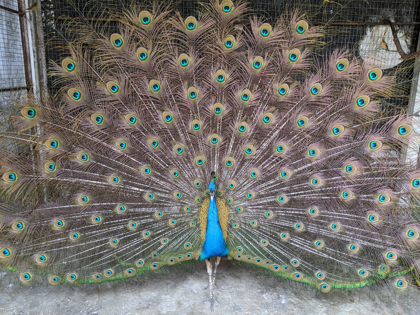 Kulim Bird Park photo 3
