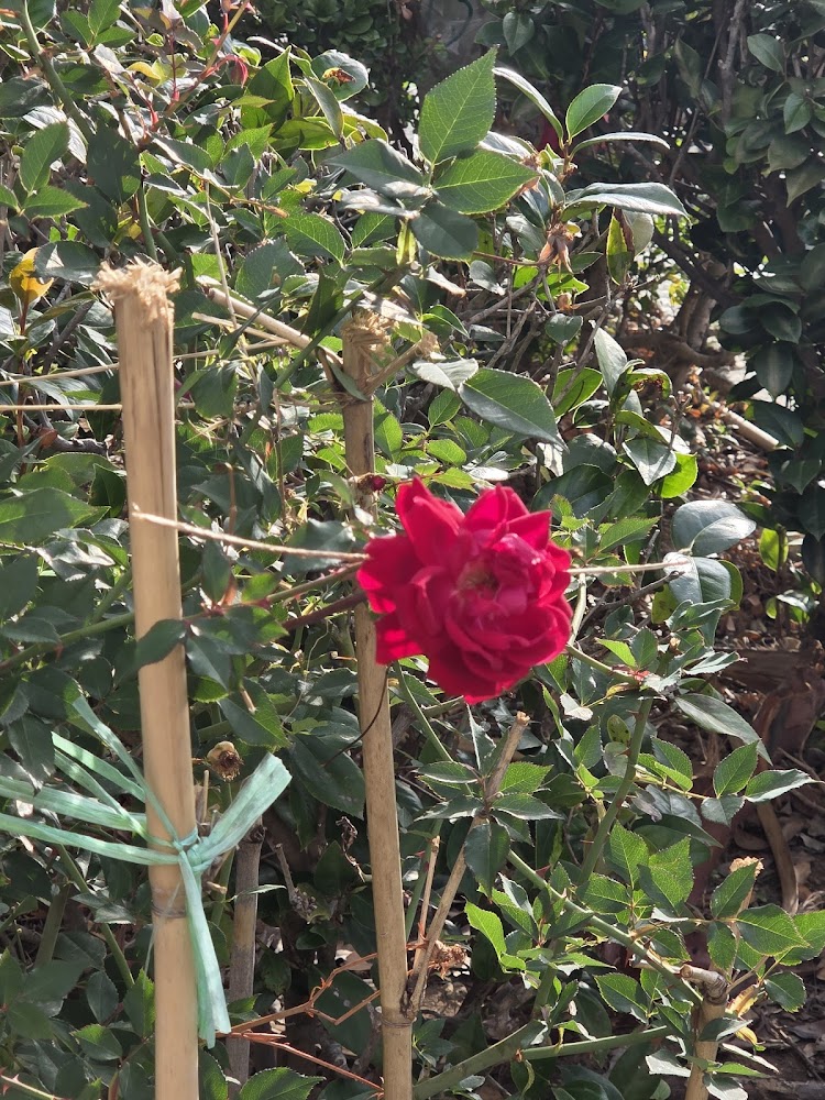 Kwai Shing Circuit Playground photo 5