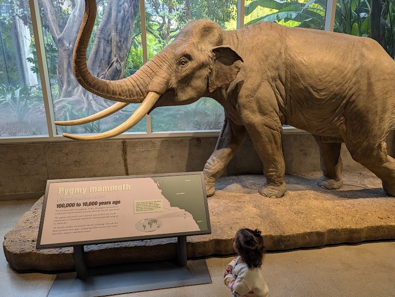 La Brea Tar Pits and Museum photo 2