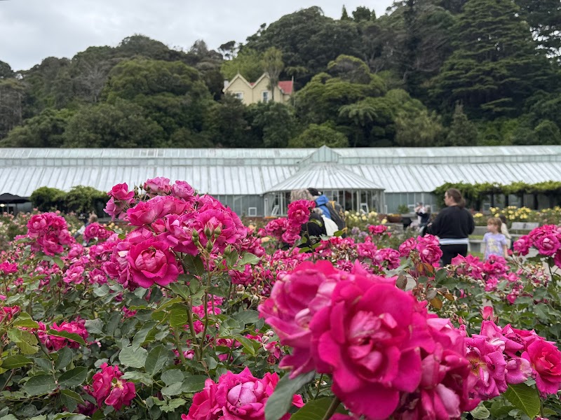 Lady Norwood Rose Garden