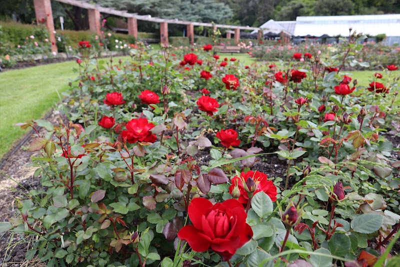 Lady Norwood Rose Garden photo 2