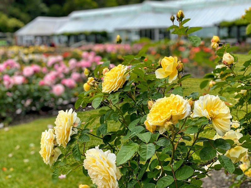 Lady Norwood Rose Garden photo 3
