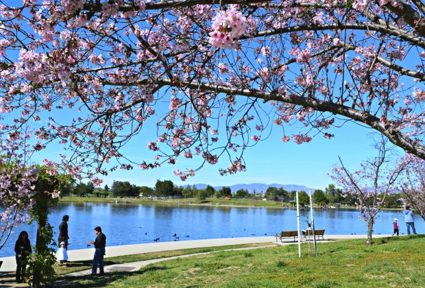 Lake Balboa/Anthony C. Beilenson Park photo 2