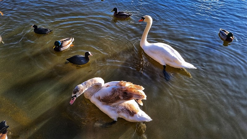 Lake | South Norwood Country Park photo 2