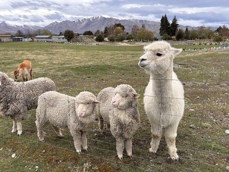 Lake Tekapo Petting Zoo photo 2